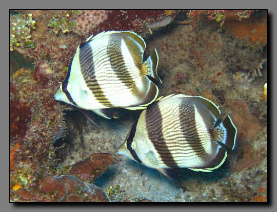 banded butterflyfish